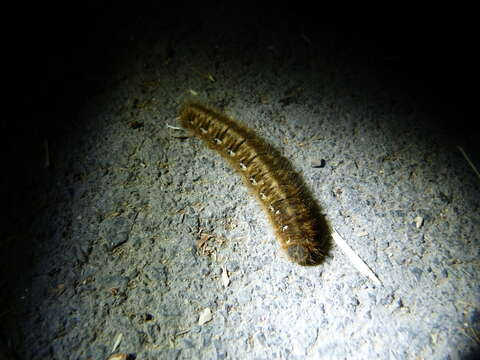 Image of oak eggar