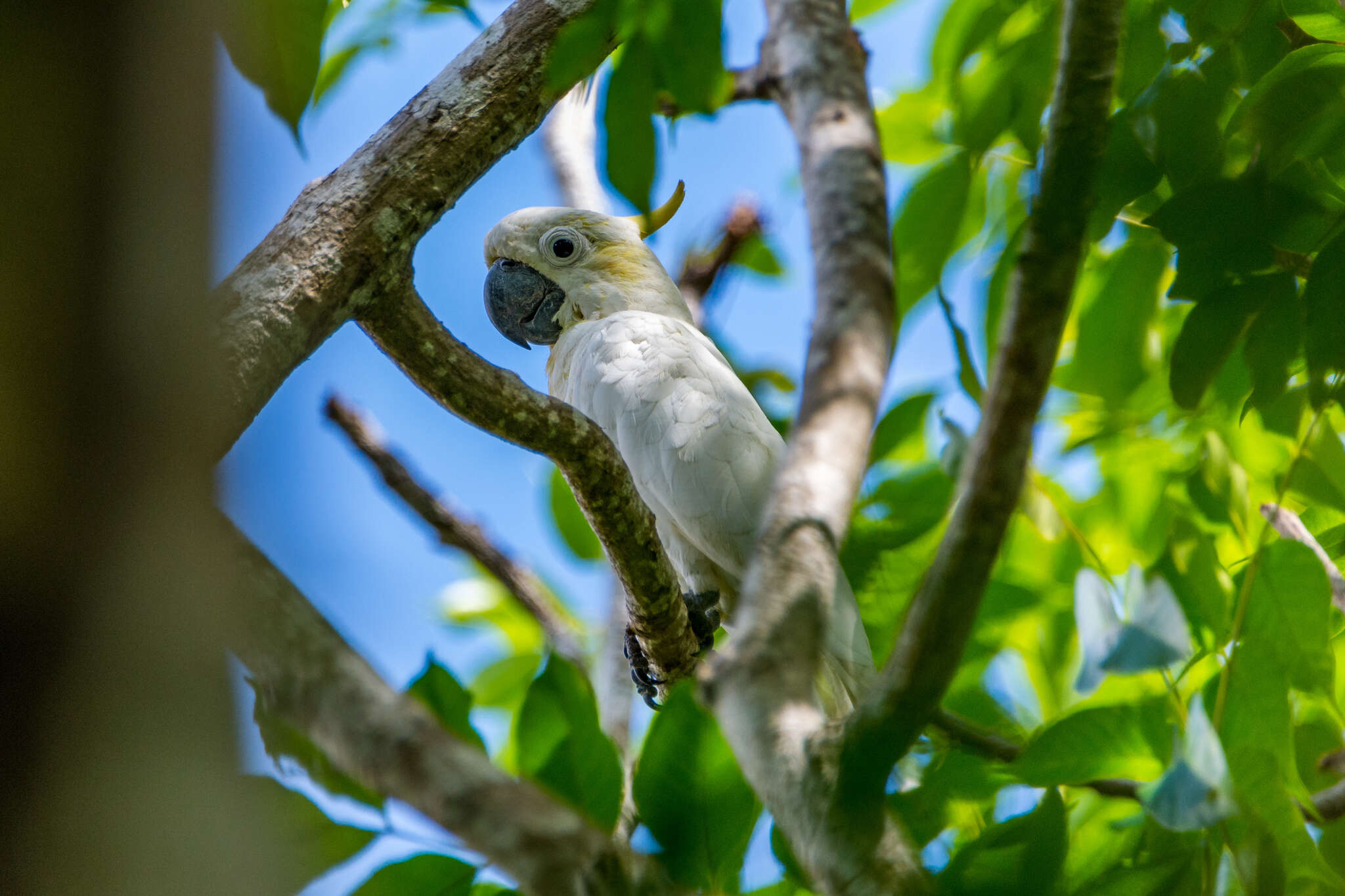 Image of Lesser Sulphur-crested Cockatoo