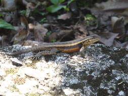 Image of Teapen Rosebelly Lizard