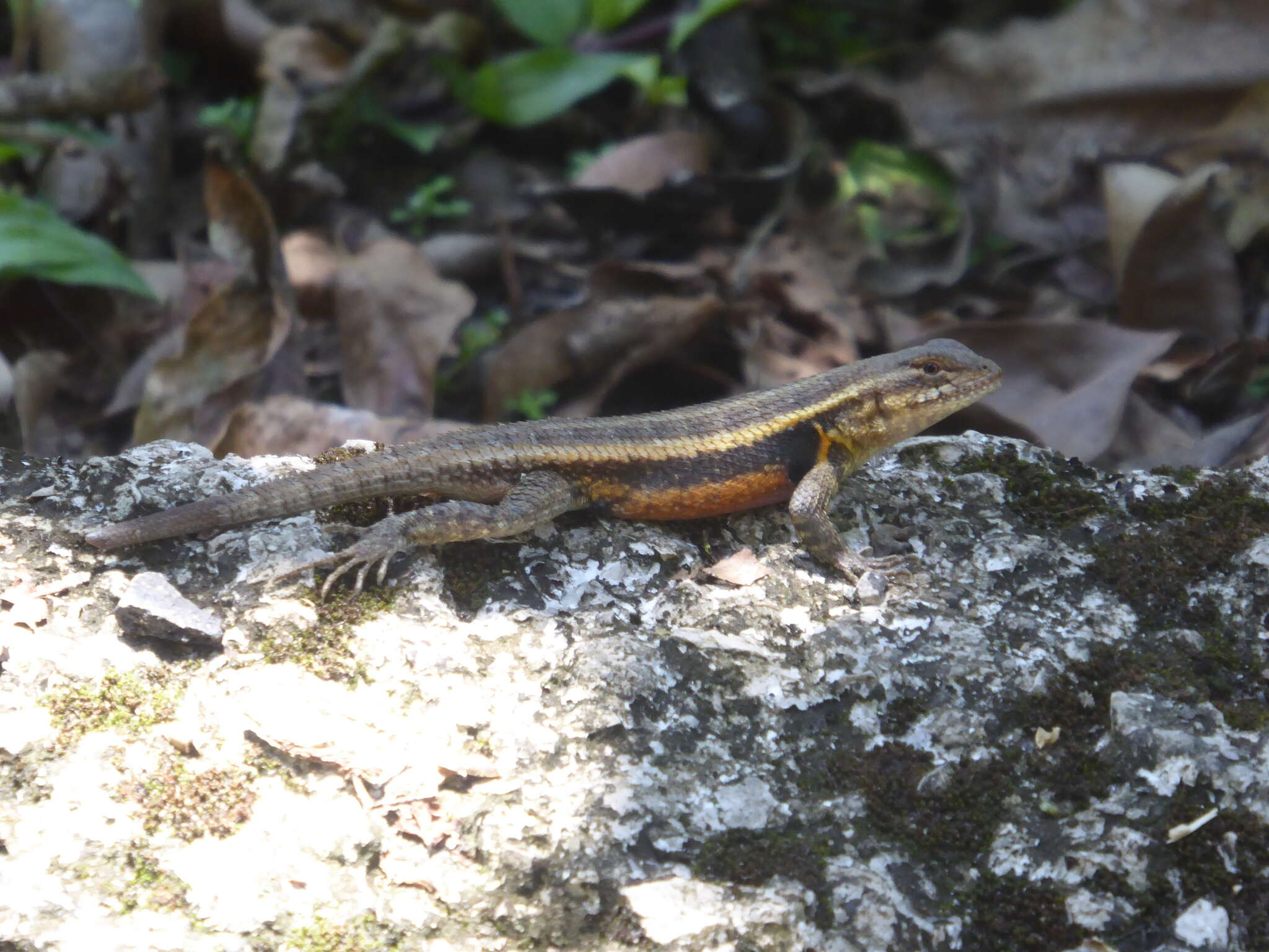 Image of Teapen Rosebelly Lizard