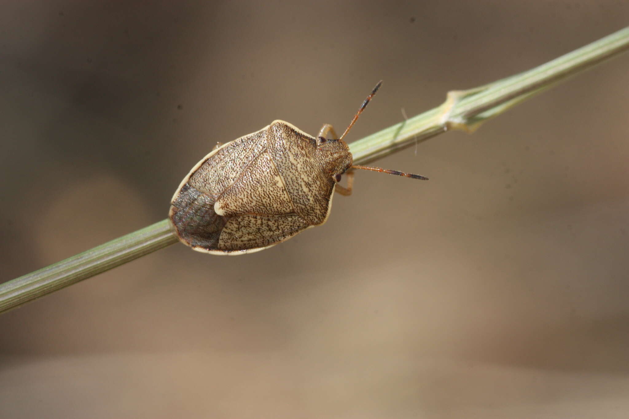 Image of Holcostethus limbolarius (Stål 1872)