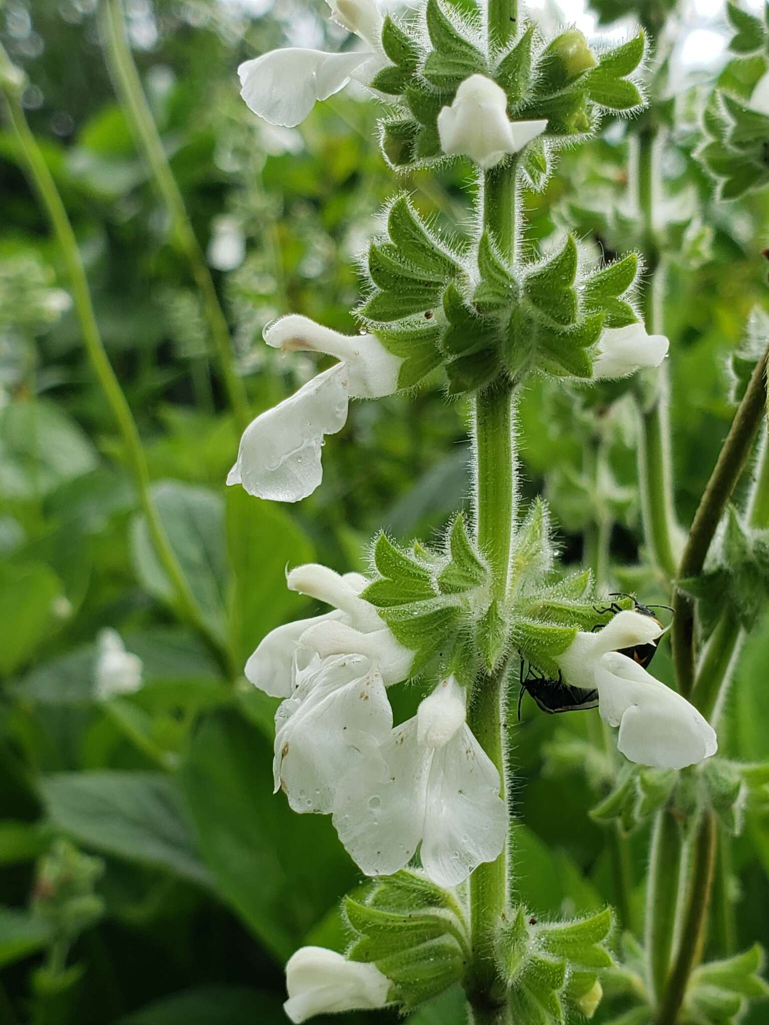 Image of Salvia assurgens Kunth