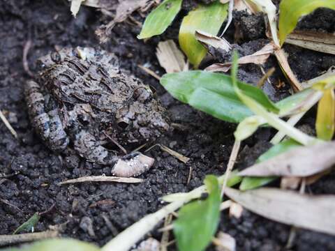 Image of Asian Grass Frog