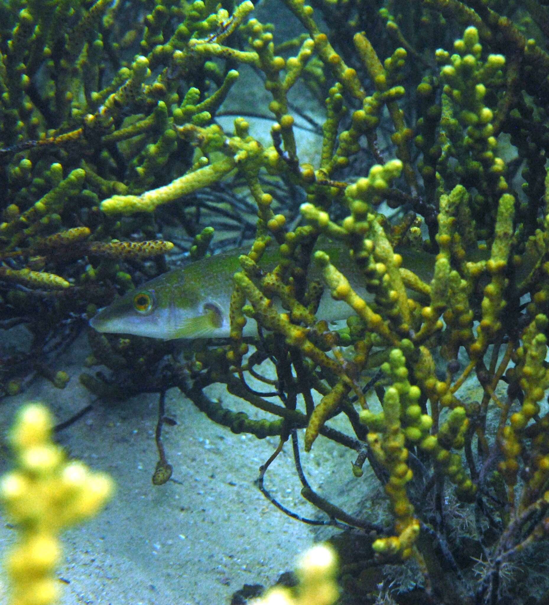 Image of Blue Rock Whiting