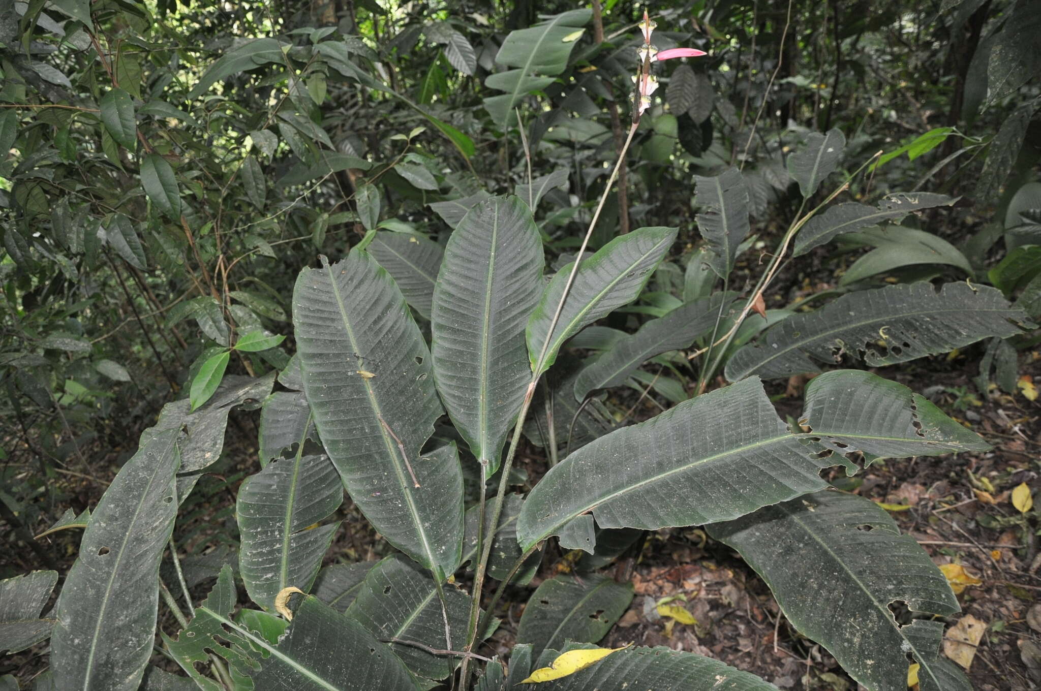 Image of Shining False-Bird-of-Paradise