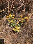 Image de Helichrysum aureum var. monocephalum (DC.) Hilliard