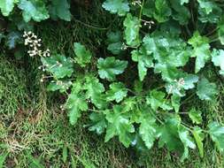 Image de Heuchera micrantha var. diversifolia (Rydb.) Rosend., Butters & Lakela