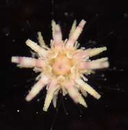 Image of slate pencil urchin