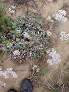 Image of San Nicolas Island buckwheat