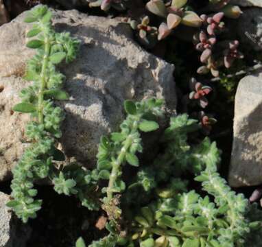 Image of Herniaria schlechteri F. Hermann