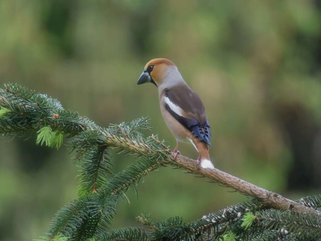 Image of Coccothraustes Brisson 1760