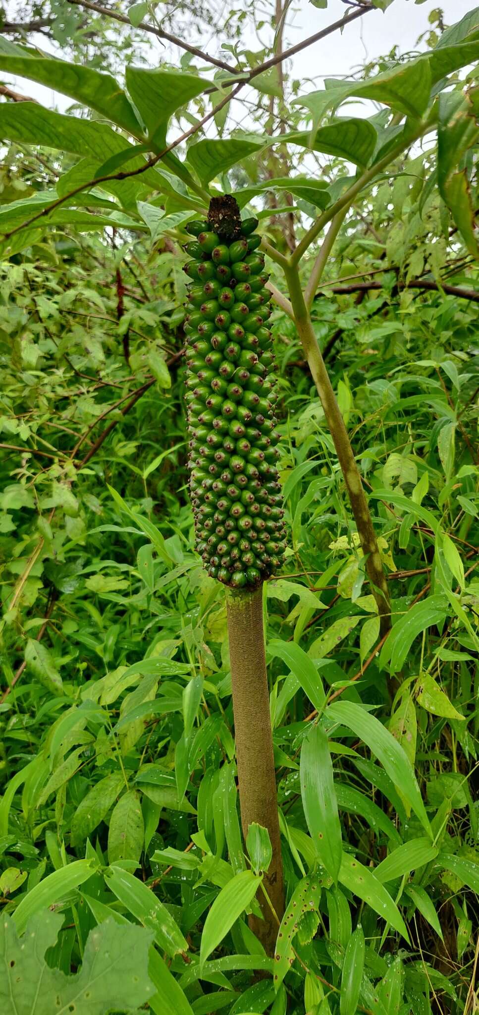 Amorphophallus commutatus (Schott) Engl. resmi