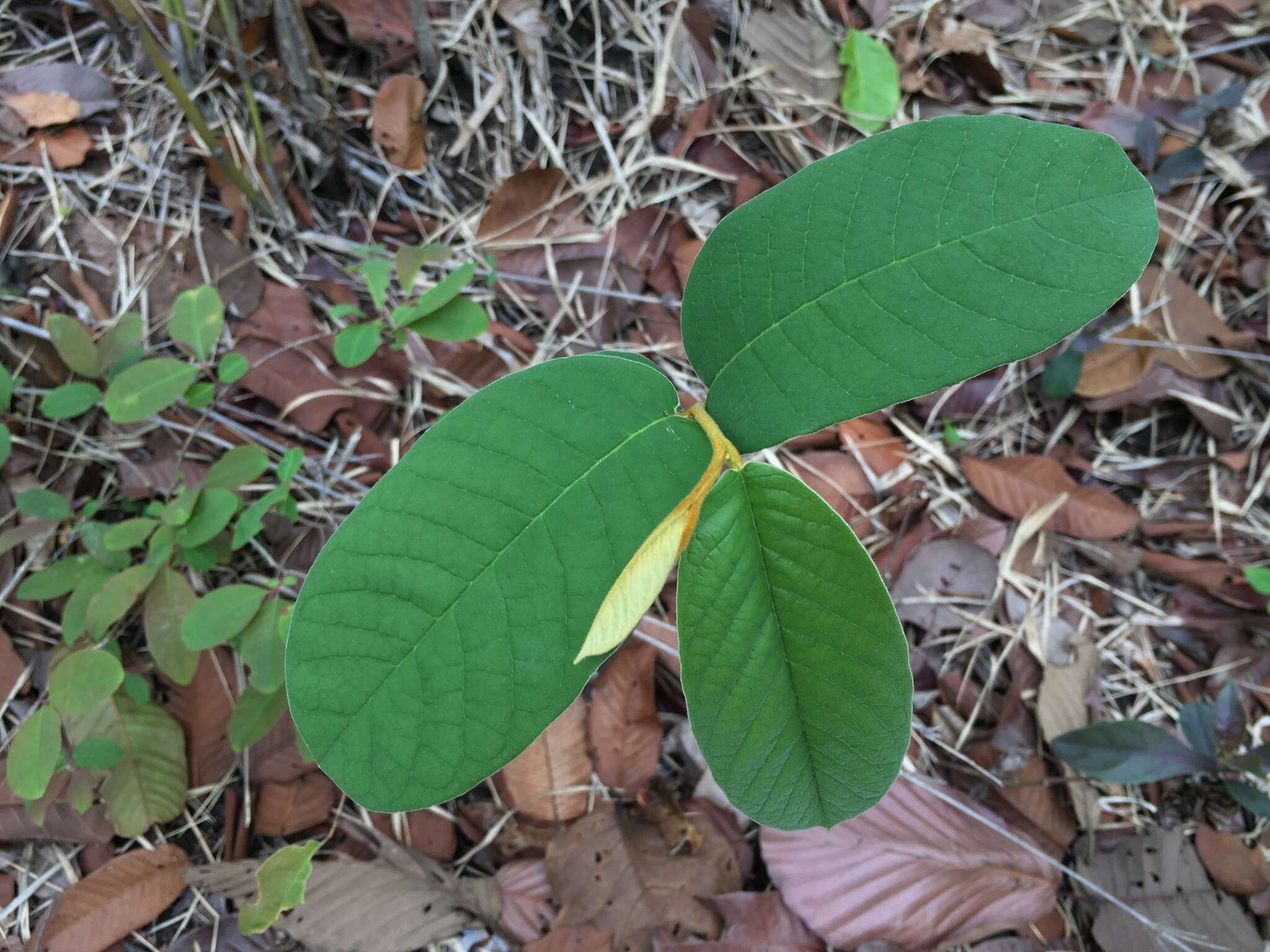 Image of Uvaria cherrevensis (Pierre ex Finet & Gagnep.) L. L. Zhou & Y. C. F. S