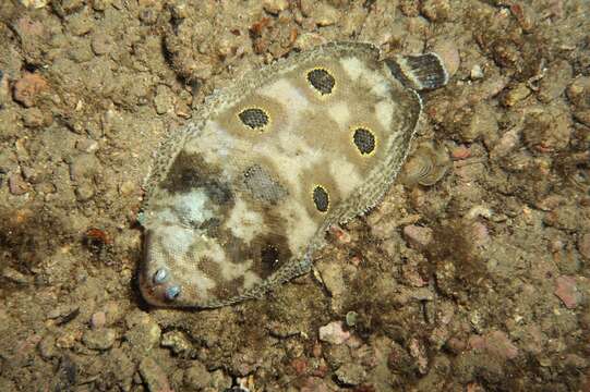 Слика од Microchirus ocellatus (Linnaeus 1758)