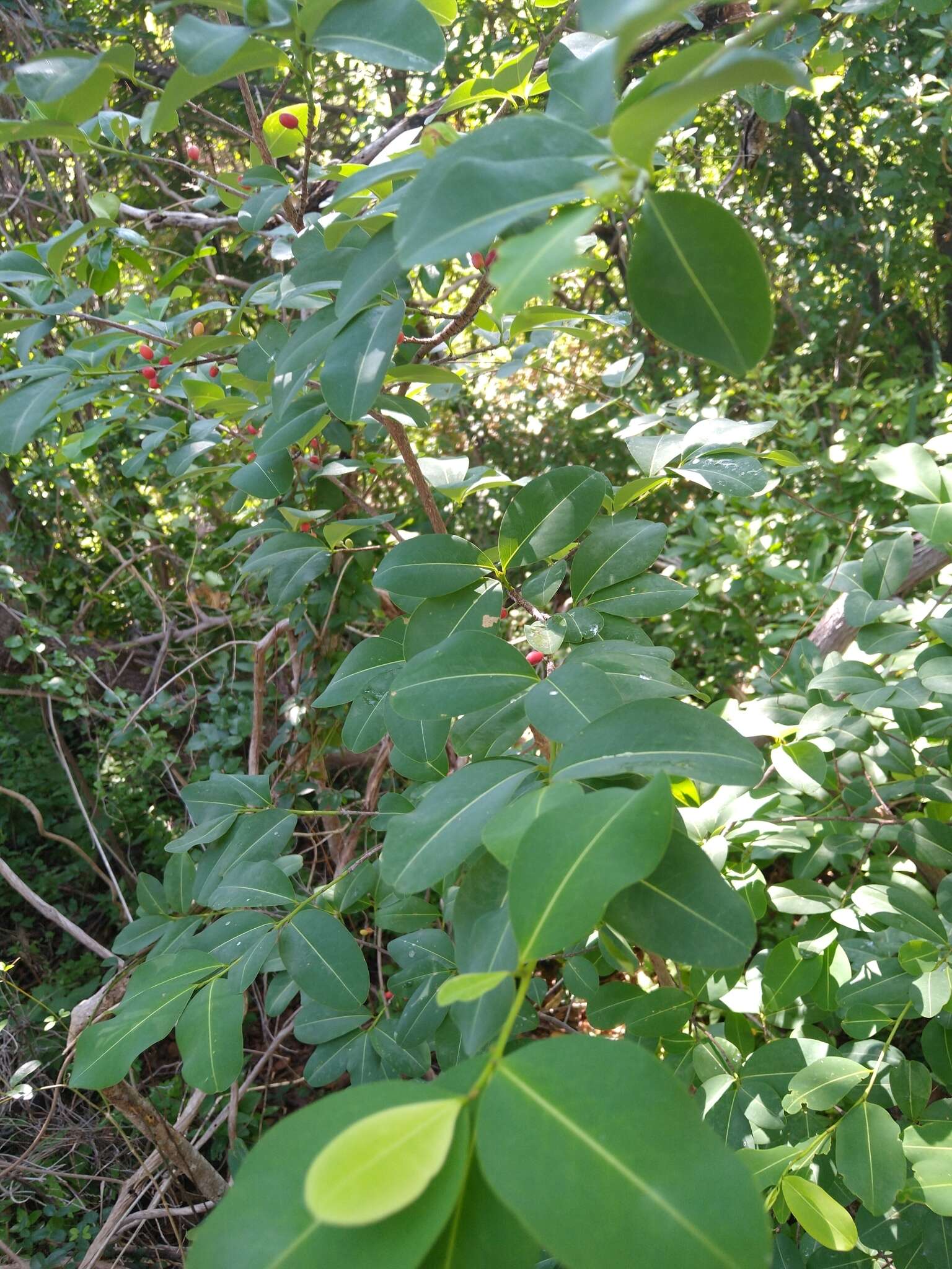 Image de Erythroxylum areolatum L.