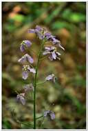 Слика од Hesperis steveniana DC.