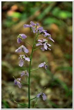 Image of Hesperis steveniana DC.