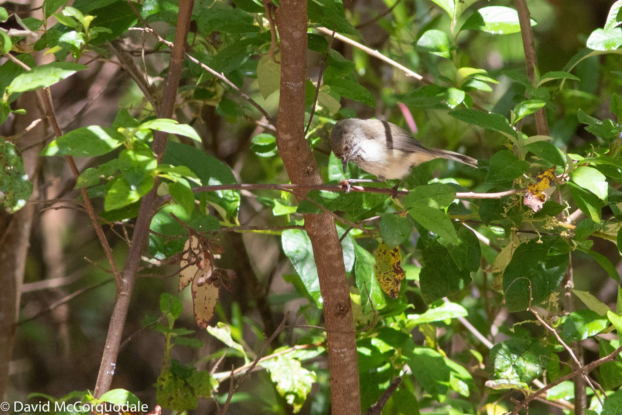 Image of Inland Thornbill