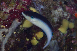 Image of New guinea wrasse