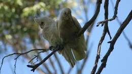 Image of Cacatua sanguinea westralensis (Mathews 1917)