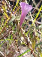 Image of rockland morning-glory