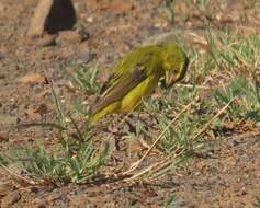 Image of Crithagra sulphurata wilsoni Roberts 1936