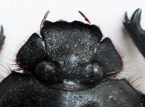 صورة Escarabaeus