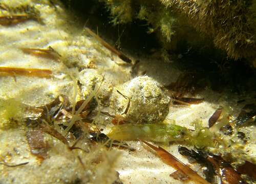 Heteroclinus perspicillatus (Valenciennes 1836) resmi