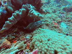 Image of Common Conger