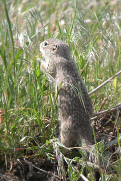 Image of Washington ground squirrel