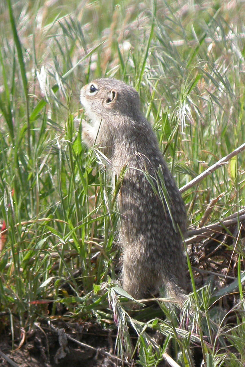 Image of Washington ground squirrel