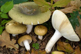 Image of Russula heterophylla (Fr.) Fr. 1838