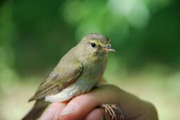 Image of Iberian Chiffchaff