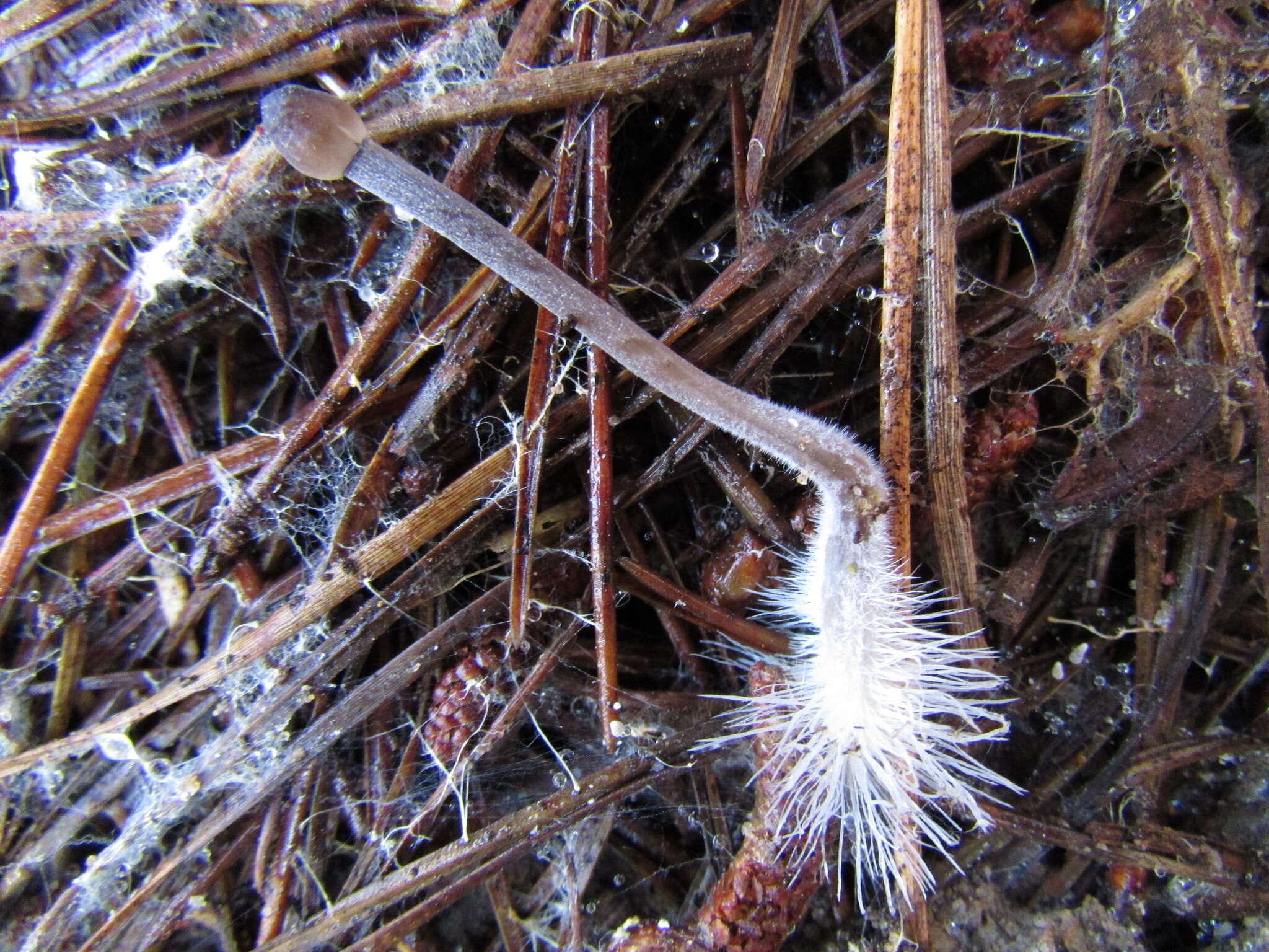 Image of Milk-drop mycena