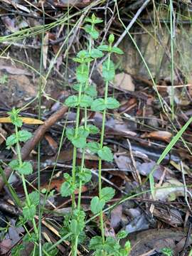 Image of Gonocarpus teucrioides DC.