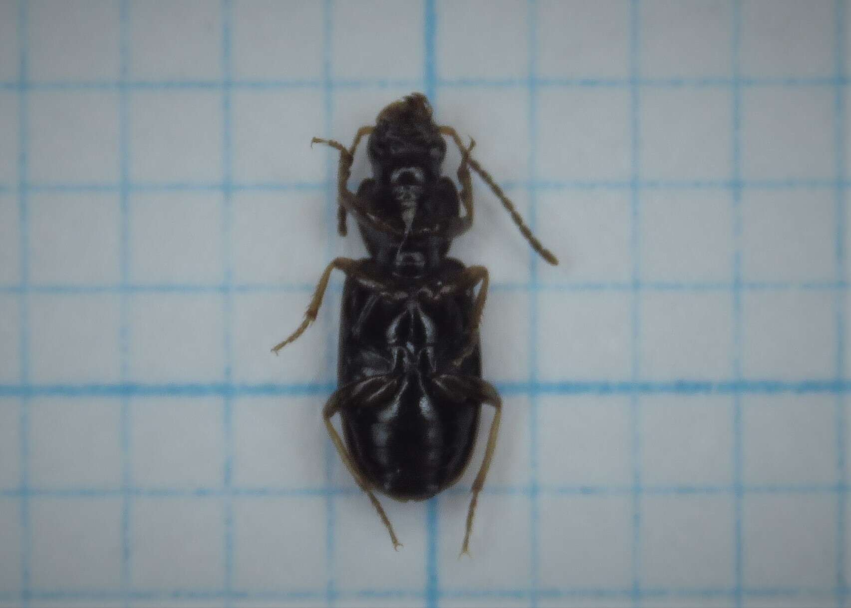 Image of Carabidae