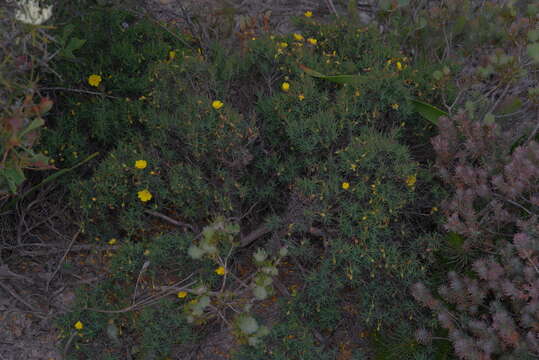 Image of Hibbertia acerosa (DC.) Benth.