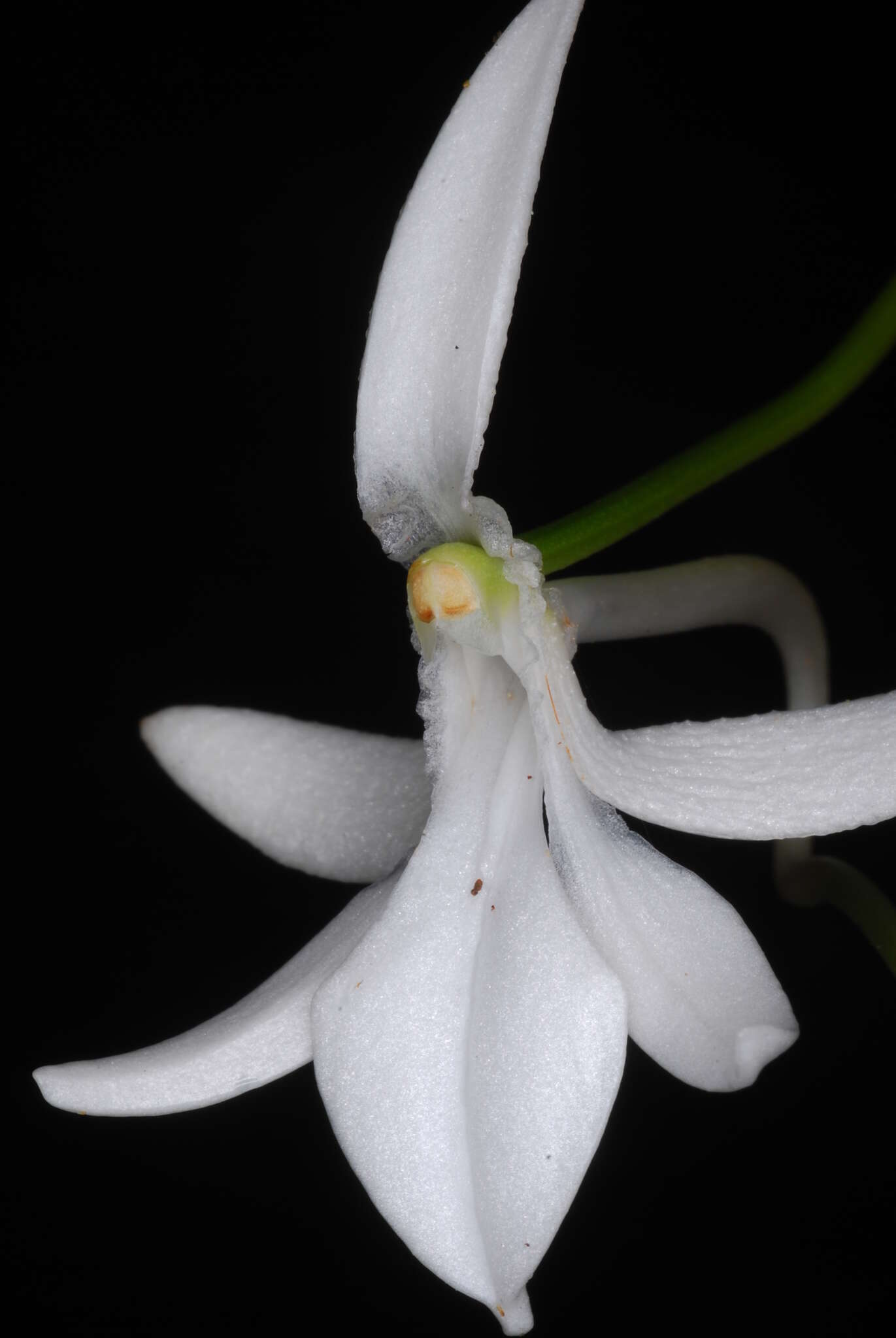 Image of Jumellea pailleri F. Rakotoar.