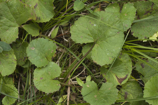 Image of Petasites rubellus (J. F. Gmel.) Toman