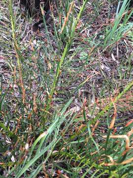 Image of Macrozamia heteromera C. Moore