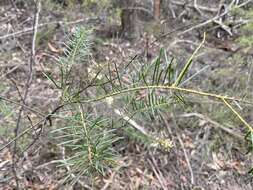 Imagem de Acacia linifolia (Vent.) Willd.