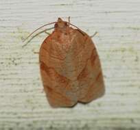 Image of Spotted Fireworm Moth