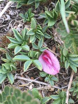 Image of dwarf clover