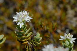 Image of Veronica pinguifolia Hook. fil.