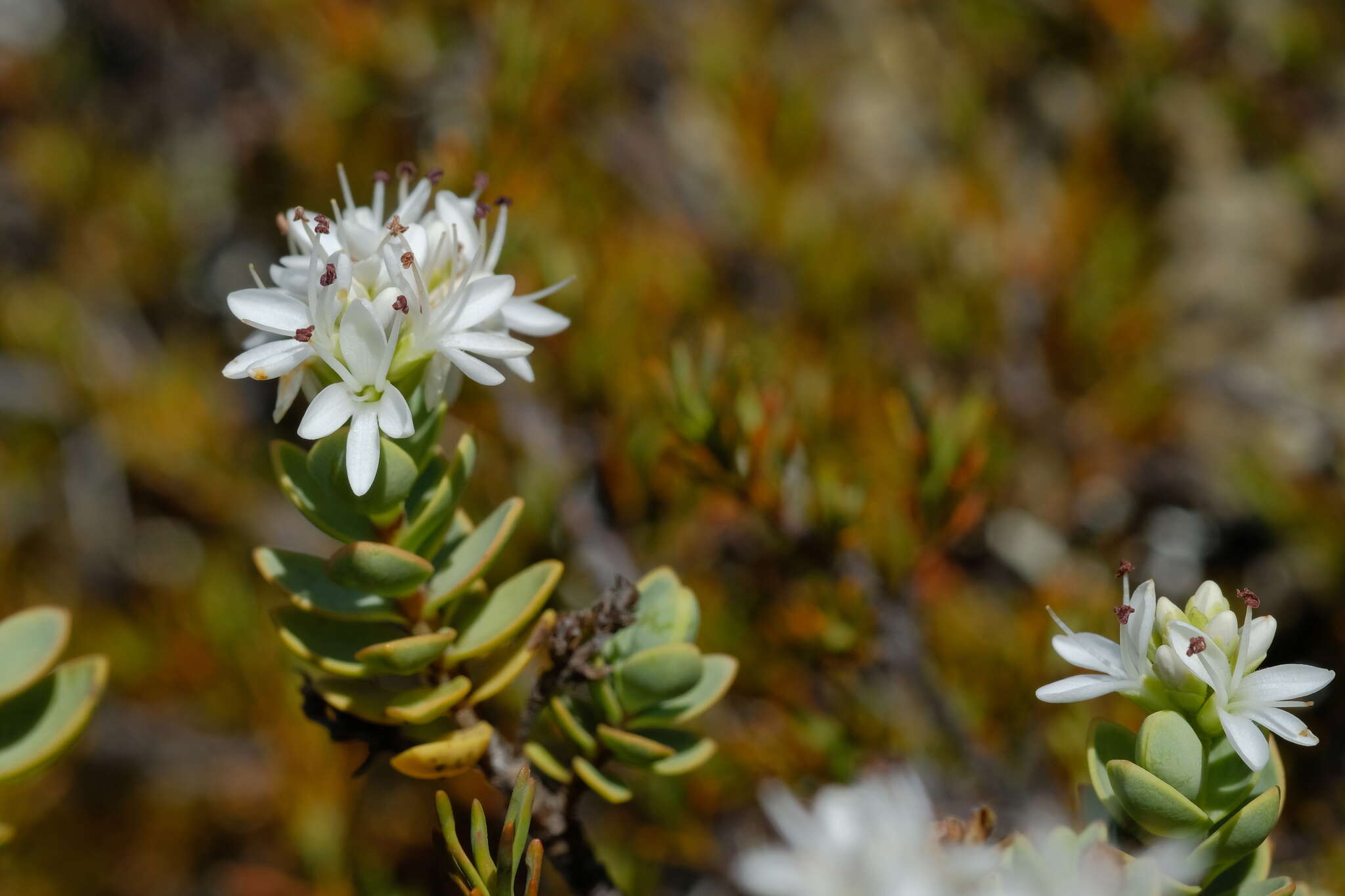 Image of Veronica pinguifolia Hook. fil.