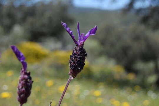 Image of Lavandula pedunculata (Mill.) Cav.