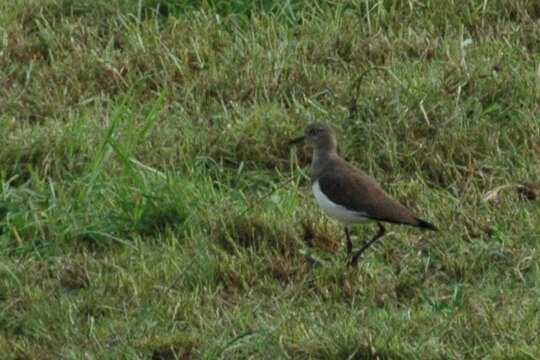 Image of Southern Black-winged Lapwing