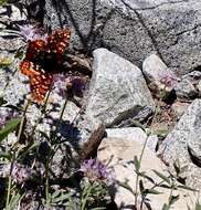 Euphydryas chalcedona sierra (W. G. Wright 1905)的圖片