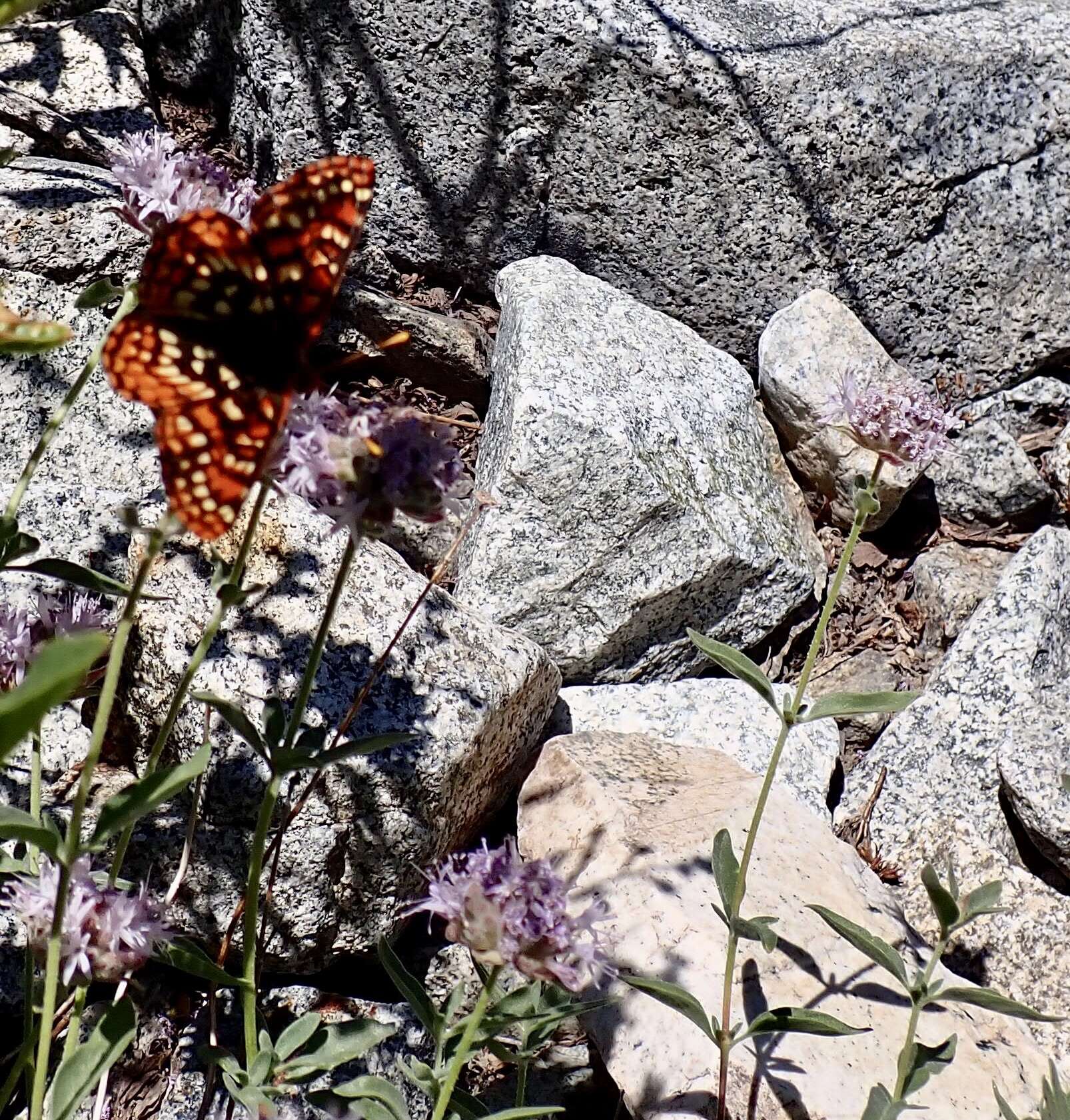 Euphydryas chalcedona sierra (W. G. Wright 1905)的圖片