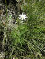 Imagem de Knowltonia tenuifolia (L. fil.) Mosyakin